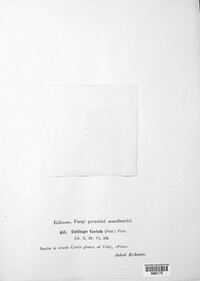 Anthracoidea caricis image